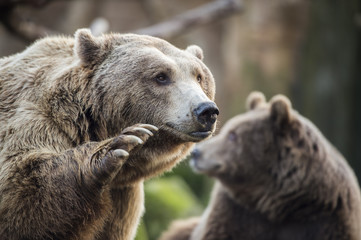 Oso pardo