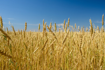yellow ears of wheat in a wheat field against a clear sky

