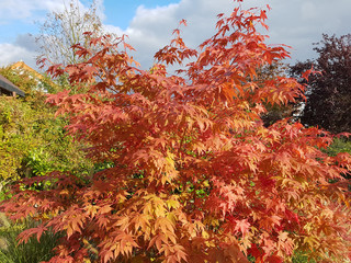 Faecherahorn, Herbst, Acer, palmatum, Osakazuki, japonicum;