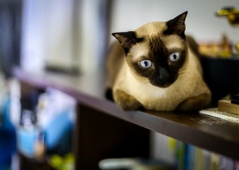 Close-up Cat , Relax cat on the table , selective focus, vintage