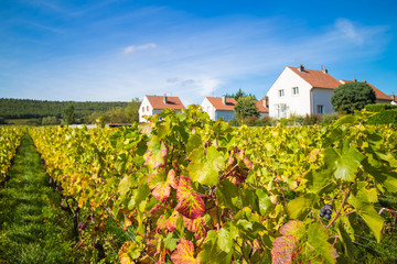 フランスブルゴーニュワイン畑