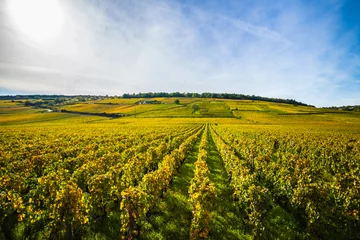 Crédence de cuisine en verre imprimé Campagne France vignoble de Bourgogne
