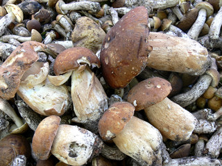 mushroom