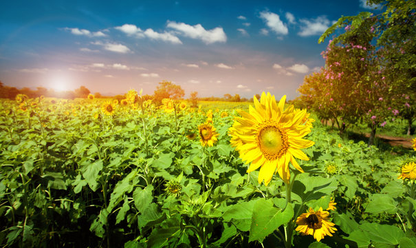 Sunflower Beautiful Sky Background In Thailand,lens Flaer Effect