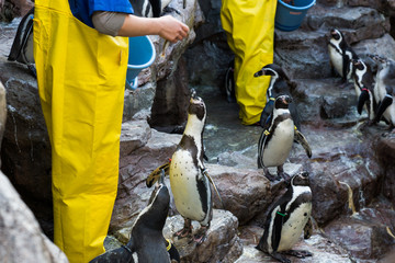 宮島水族館のペンギン