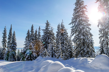 Winter in carpatian mountains. Sunny day.