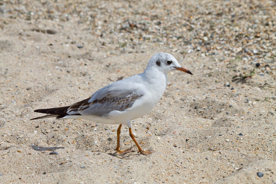 Seagull on a sandy beach closeup