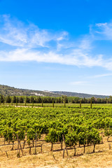 Fototapeta na wymiar Provence vineyard