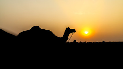 Beautiful Abstract and Silhouette of a camel during sunset - Pushkar, Rajasthan