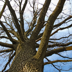 image of autumn tree without leaves