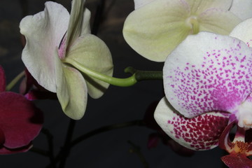 Орхидея, цветущая в комнате