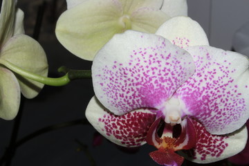 Fototapeta na wymiar Орхидея, цветущая в комнате
