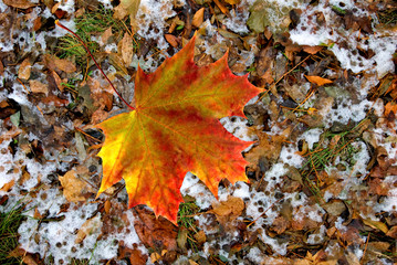 Fallen autumn leaves on snow close-up