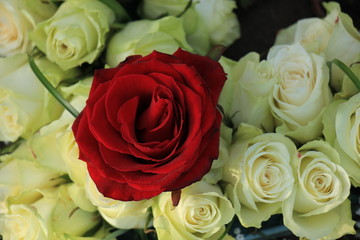 Red rose in a white wedding bouquet