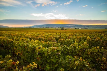 Rolgordijnen フランスブルゴーニュワイン畑 © takafoto