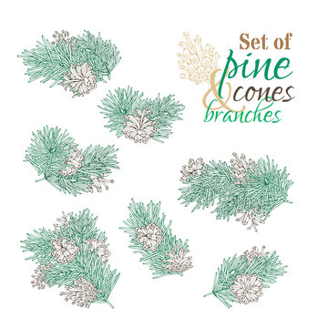 Vector set of pine branches, cones and needles.