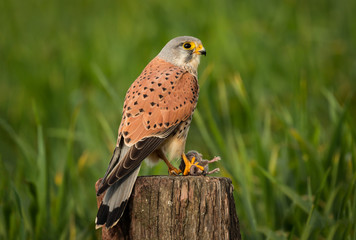 Beautiful bird of prey on a trunk