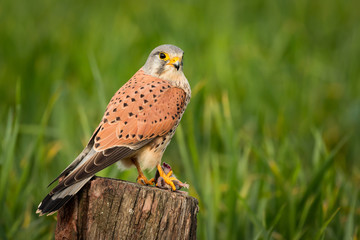 Beautiful bird of prey on a trunk
