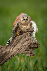Beautiful bird of prey on a trunk