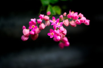 Fototapeta na wymiar Flower.Colorful flower garden. Floriculture. 