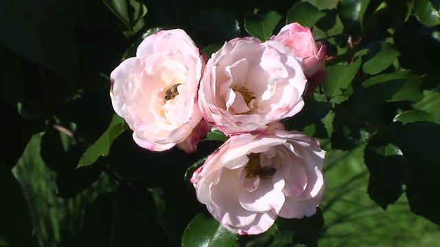 Begehrt bei den Bienen  - die sich im Wind bewegenden rosa Rosen 