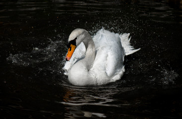 The swan in pond water and sunlight .