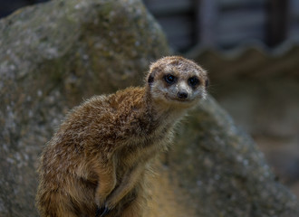 Fototapeta premium .The meerkat in a zoo in Germany