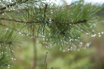 Pine branch with drops. Nature forest background. Frozen drops.