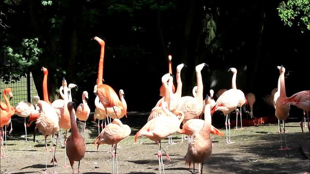 pink flamingos in a park

