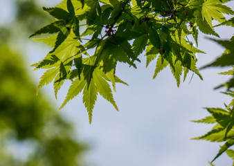 The green leaves against sky in a forest