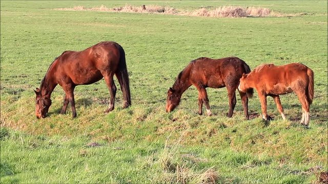 three brown horses grazing on meadow
