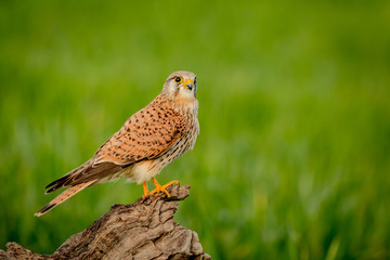 Beautiful bird of prey on a trunk