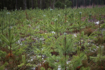 Fresh pine seedlings. Young pines growing in winter.