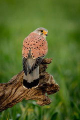 Beautiful bird of prey on a trunk