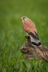 Beautiful bird of prey on a trunk