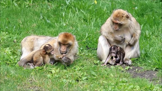 monkeys Macaca sylvanus with her babies
