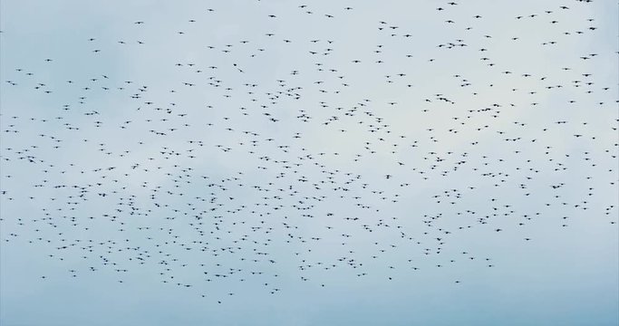 Birds flying large flock in the sky Nature harmony concept Travel scenery