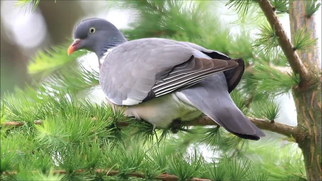 bird wood pigeon on branch, close up
