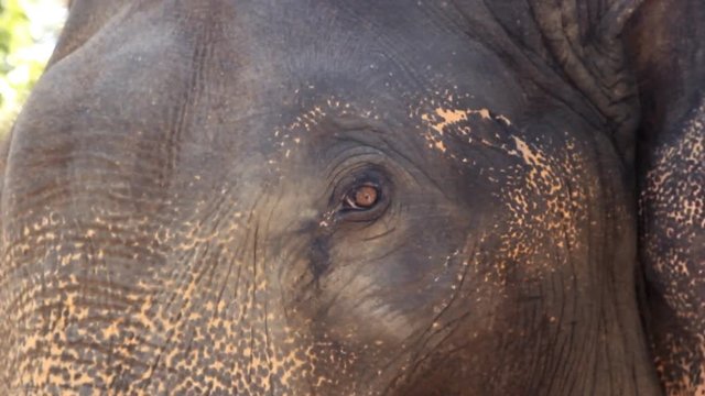 Eye of an elephant