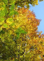 Autumn landscape