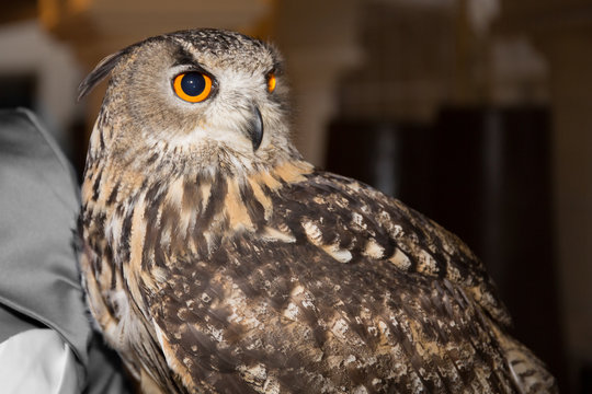 raptor bird portrait of eagle owl
