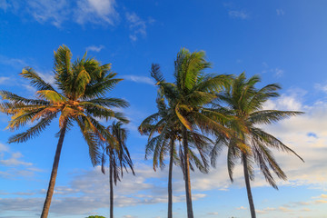 Fototapeta na wymiar Palm trees and sky.
