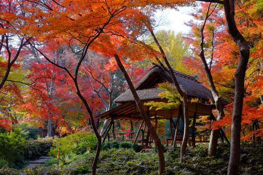 六義園(額縁付き) 六義園 Images – Browse 1,916 Stock Photos, Vectors, and Video