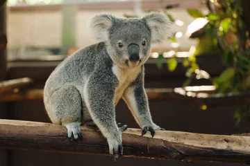 Fotobehang a close up of cute baby koala bear posing in the zoo, Australia © Alexander