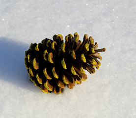 perfect christmas cone on snow