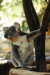 a cute australia native koala bear climbing a tree
