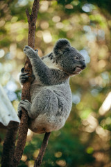 A cute baby Koala bear climbing a tree