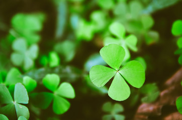 Green four leaf clovers