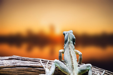 sunset lizard