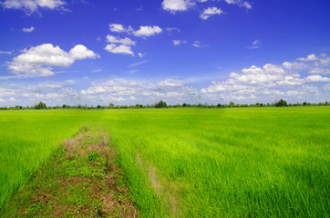 rice field landscape with blue sky and cloud